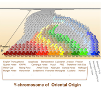 Y-chromosome of Oriental Origin